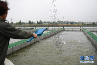 浙江湖州 跑道養(yǎng)魚(yú)新變革，畜牧漁業(yè)飼料銷售迎契機(jī)